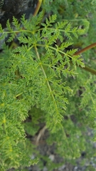 Cymopterus terebinthinus