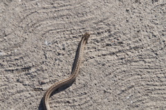 Galvarinus chilensis