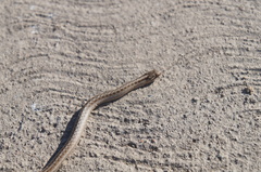 Galvarinus chilensis