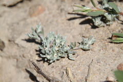 Psilocarphus oregonus