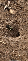 Stictia