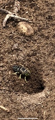 Stictia
