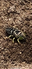 Stictia