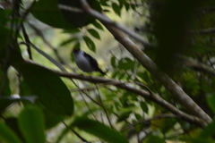 Ilicura militaris