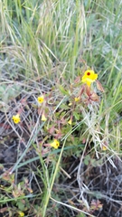 Erythranthe laciniata