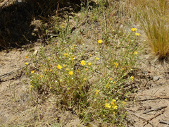 Grindelia pulchella