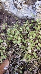 Erythranthe laciniata