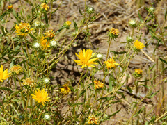Grindelia pulchella