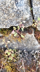 Erythranthe laciniata