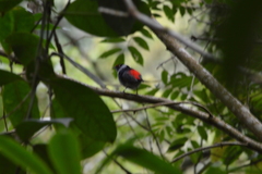 Ilicura militaris