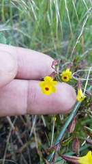 Erythranthe laciniata