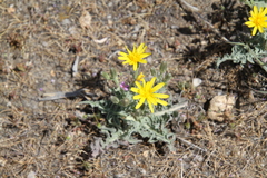 Crepis occidentalis