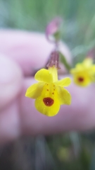 Erythranthe laciniata