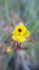 Erythranthe laciniata