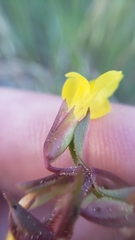 Erythranthe laciniata