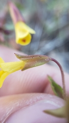 Erythranthe laciniata