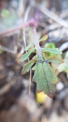 Erythranthe laciniata