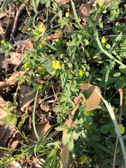 Trifolium dubium