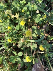 Trifolium dubium