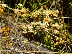 Acantholippia seriphioides
