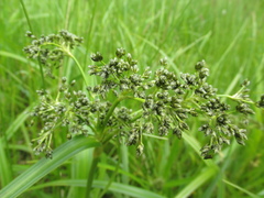 Scirpus radicans