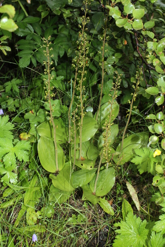 bradáčik vajcovitolistý (Neottia ovata)