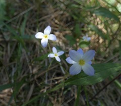 Houstonia caerulea