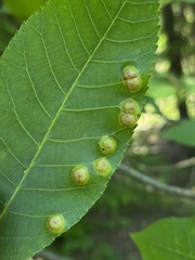 Phylloxera foveola