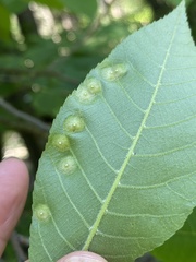 Phylloxera foveola