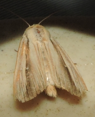 Leucania stenographa