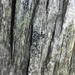 Black-eyed Rim Lichen - Photo (c) Carl-Adam Wegenschimmel, some rights reserved (CC BY-NC), uploaded by Carl-Adam Wegenschimmel