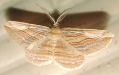 Syneora lithina