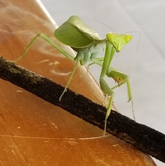 Pseudoxyops