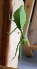 Pseudoxyops