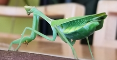 Pseudoxyops