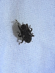 Eubulus