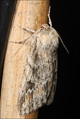 Chlenias zonaea