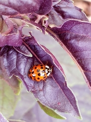 Harmonia axyridis