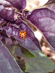Harmonia axyridis