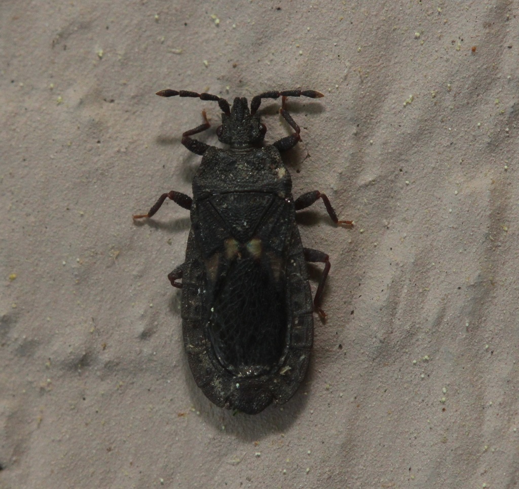 Neuroctenus hopkinsi