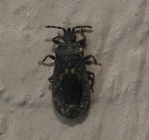 Neuroctenus hopkinsi