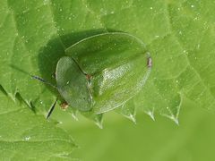 Cassida viridis