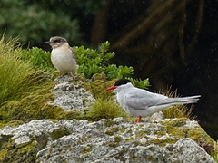Sterna vittata bethunei