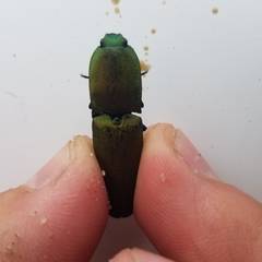 Chalcolepidius smaragdinus