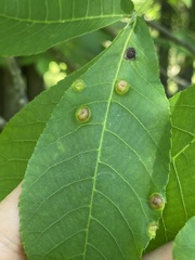 Phylloxera foveola