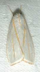 Cryptophasa flavolineata