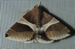 Dysgonia constricta