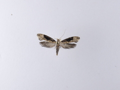 Trithamnora certella