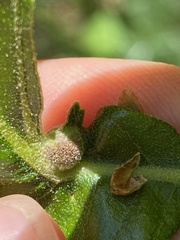 Andricus quercusutriculus