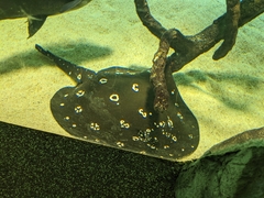 Potamotrygon